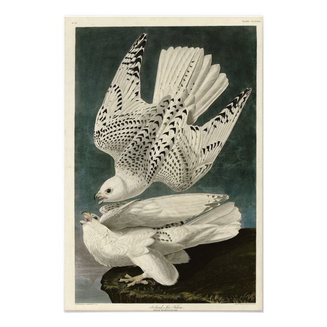 Foto Islândia, Jer Falcon, das Aves de Audubon da Améri (Frente)