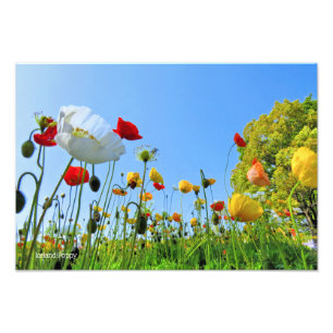 Foto Islândia Poppy [Papel de Sal de Prata Premium] 