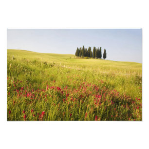 Foto Itália, Toscana, Agrupamento de Ciprestes da Tosca