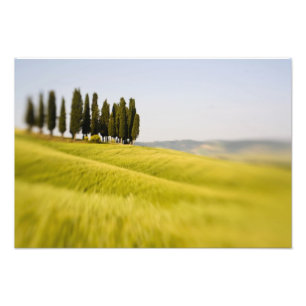 Foto Itália Toscana, Ciprestes com Foco Seletivo