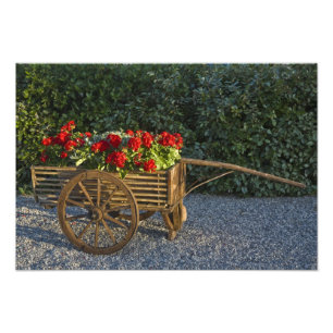 Foto Itália, Toscana. Gerânios vermelhos escorrem de um