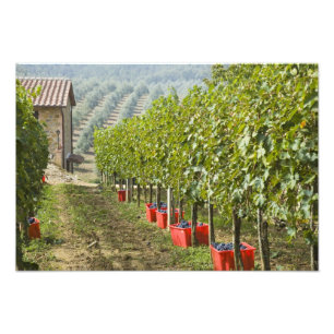 Foto Itália, Toscana, Montalcino. Recipientes de colhei