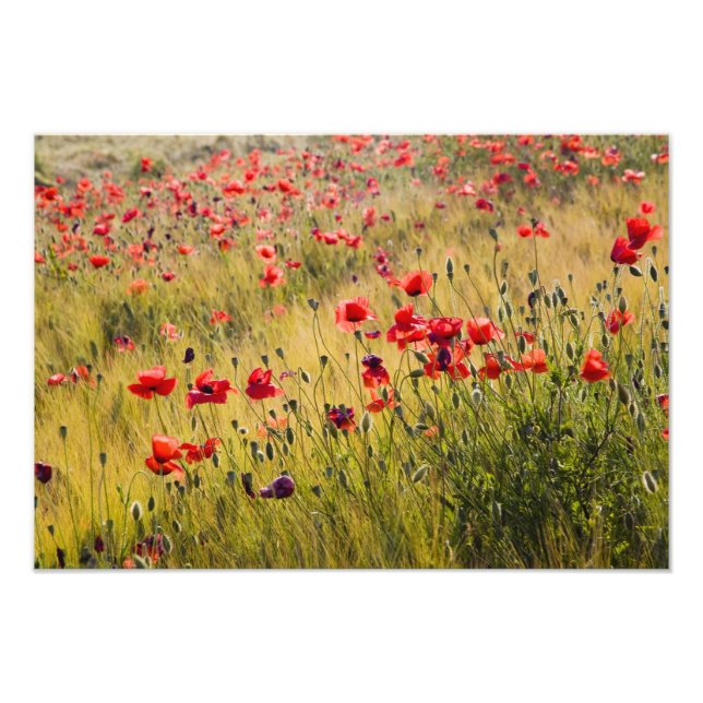 Foto Itália, Toscana, Poppies no Campo de Trigo Primave (Frente)