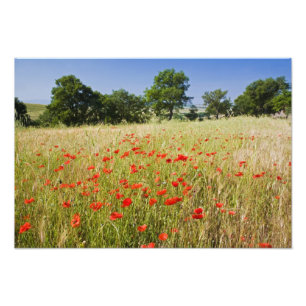 Foto Itália, Toscana, Prado com Poppies de Verão e