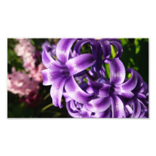 Foto Jacinto azul eu salto floral