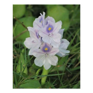Foto Jacinto de Água Florido - Flor Aquática Tropical