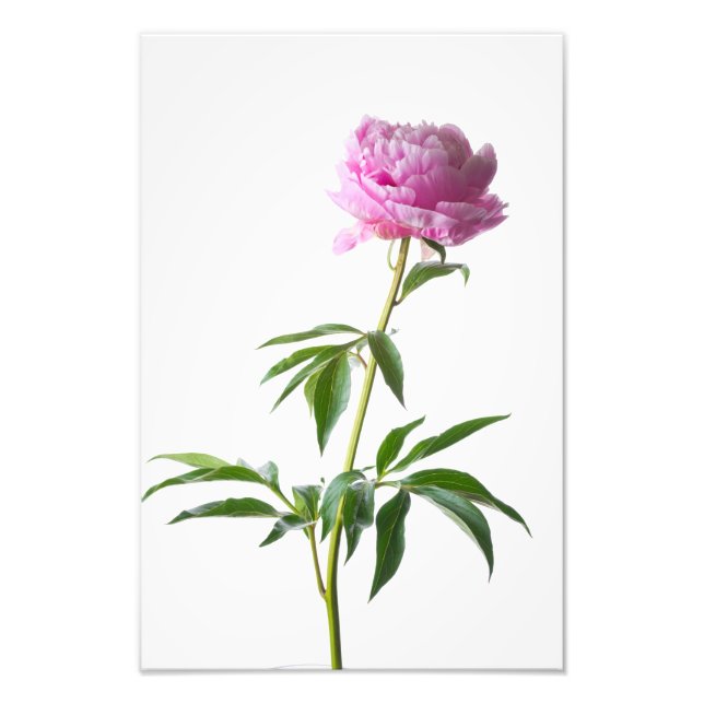 Foto Japanese Peony (Frente)