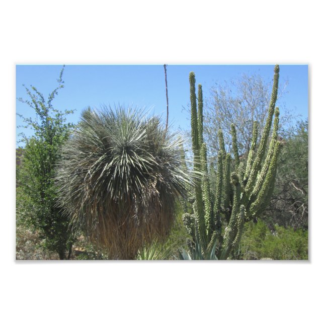 Foto Jardim Cactus (Frente)
