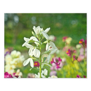 Foto Jardim de Fragrância