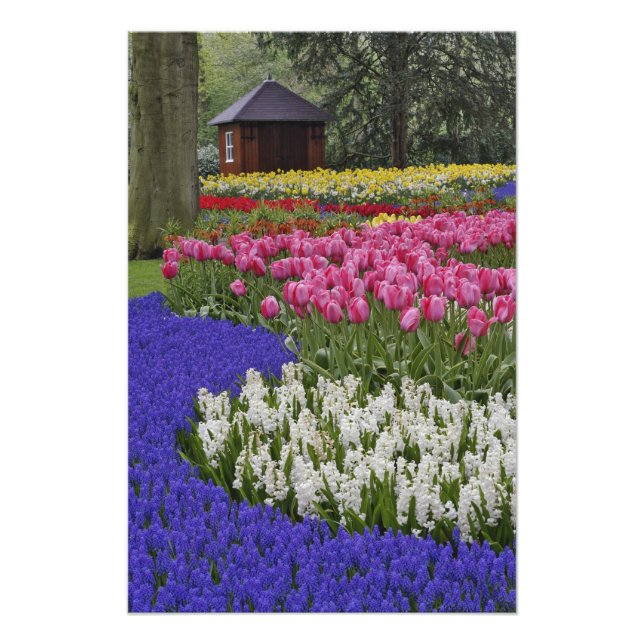Foto Jardim de jacintos de uva, jacintos e tulipas, (Frente)
