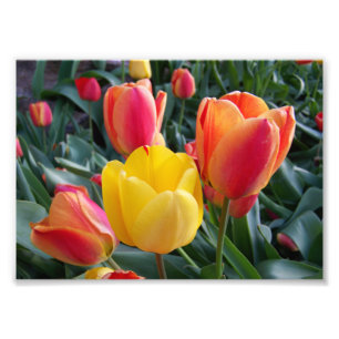 Foto Jardim de Rochas de Tulipas Vermelhas e Amarelas F