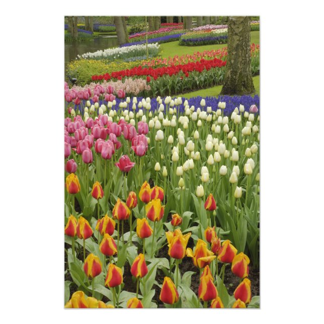 Foto Jardim de Tulip e Hyacinth, Jardins de Keukenhof, (Frente)