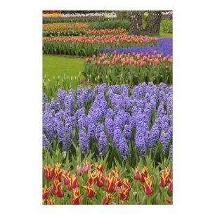 Foto Jardim de Tulipas e Jacintos, Jardins Keukenhof,
