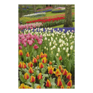 Foto Jardim de tulipas e jacintos, Jardins Keukenhof,