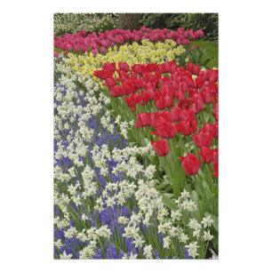 Foto Jardim de tulipas e narcisos, Jardins Keukenhof,