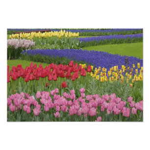 Foto Jardim de tulipas, jacintos-de-uva e