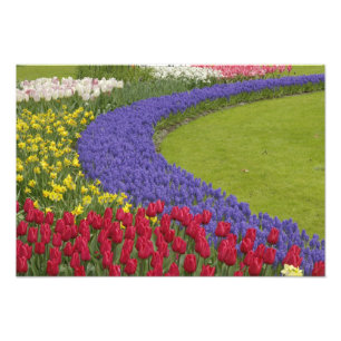 Foto Jardim de tulipas, jacintos e narcisos,