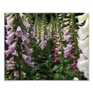 Foto Jardim Foxglove