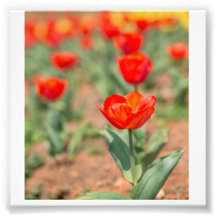 Foto Jardim vermelho da tulipa