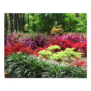 Foto Jardins da azálea