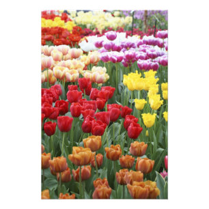 Foto Jardins Keukenhof, Holanda, especializa-se em 2