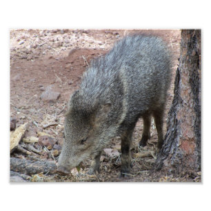 Foto Javelina