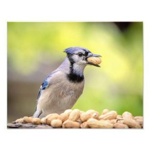 Foto Jay azul 14x11 com amendoim
