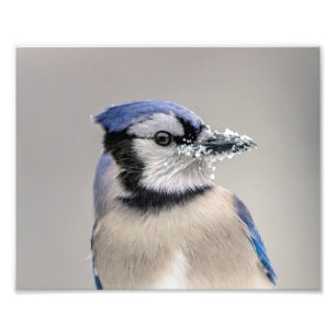 Foto Jay azul com neve no seu bico