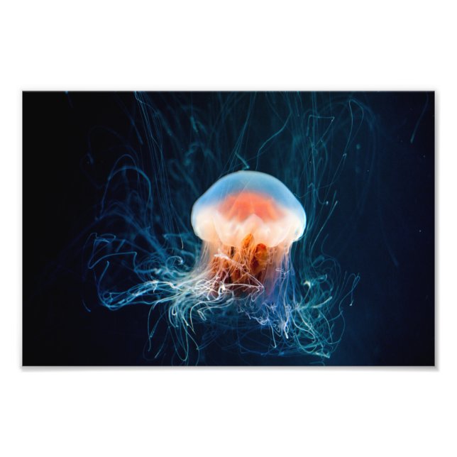 Foto Jellyfish Underwater - Dark Glow (Frente)