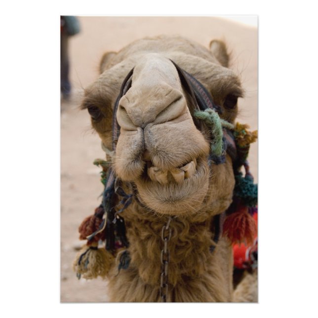 Foto Jordânia, antiga cidade nabatiana de Petra (Frente)