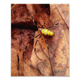 Foto Joro Spider