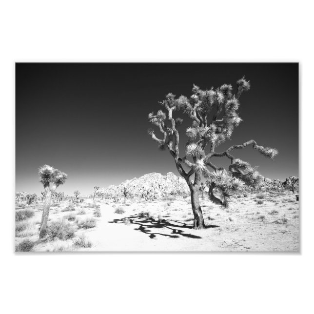 Foto Joshua Tree (Frente)