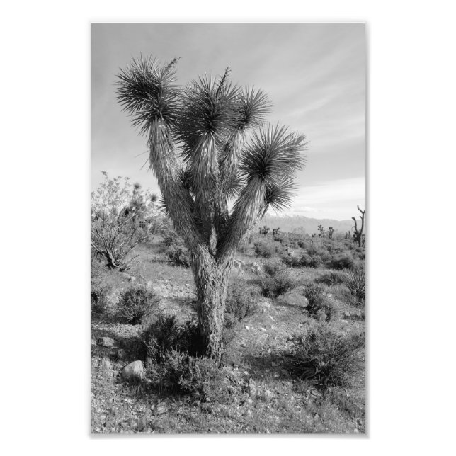 Foto Joshua Tree Forest, Utah (Frente)