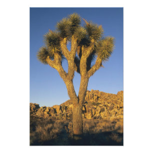 Foto Joshua Tree, Yucca brevifolia) e granito