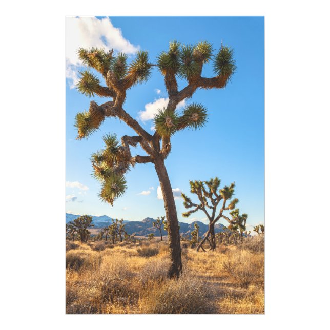 Foto Joshua Trees (Frente)