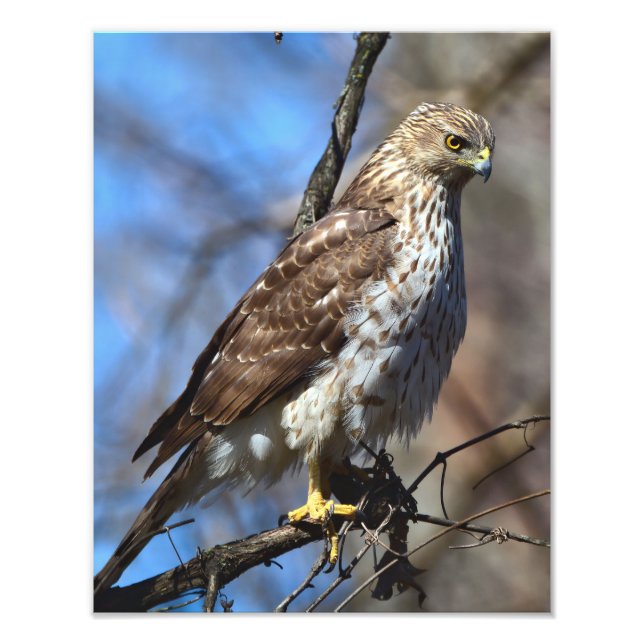 Foto Jovens Cooper's Hawk Photo Alargamento (Frente)
