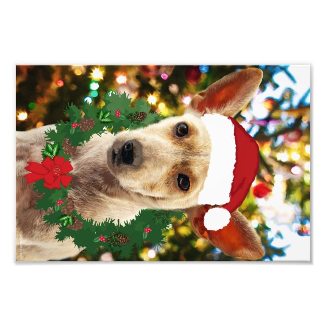 Foto Joy para o Puppy (Frente)