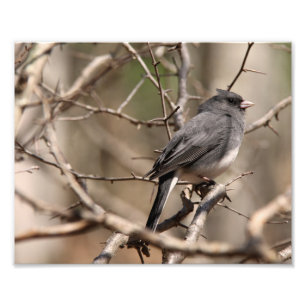Foto Junco de olhos negros