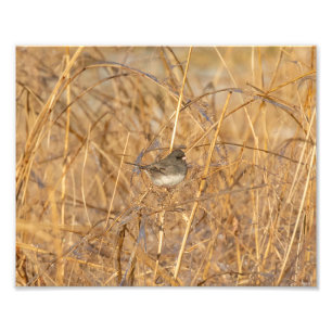 Foto Junco Na Grama Icy