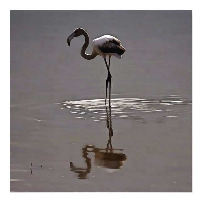 Foto Juvenil Flamingo Em Cinzas Com Reflexão (Frente)