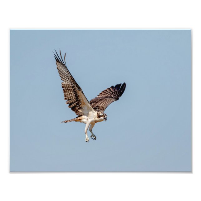 Foto Juvenil Osprey em voo (Frente)