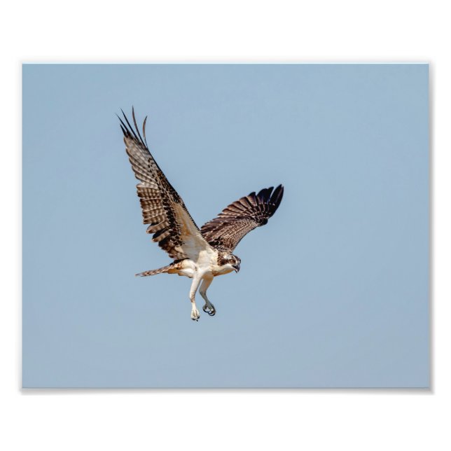 Foto Juvenil Osprey em voo (Frente)