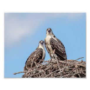 Foto Juvenil Osprey no ninho