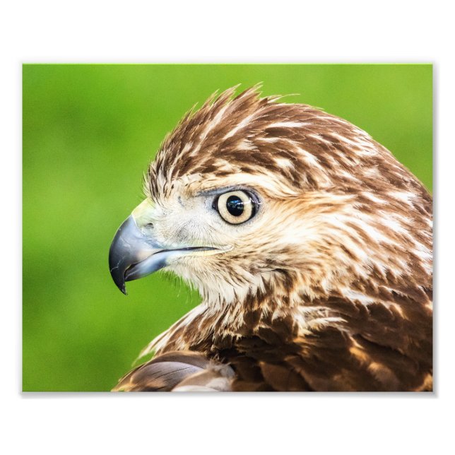 Foto Juvenil Red Tailed Hawk (Frente)