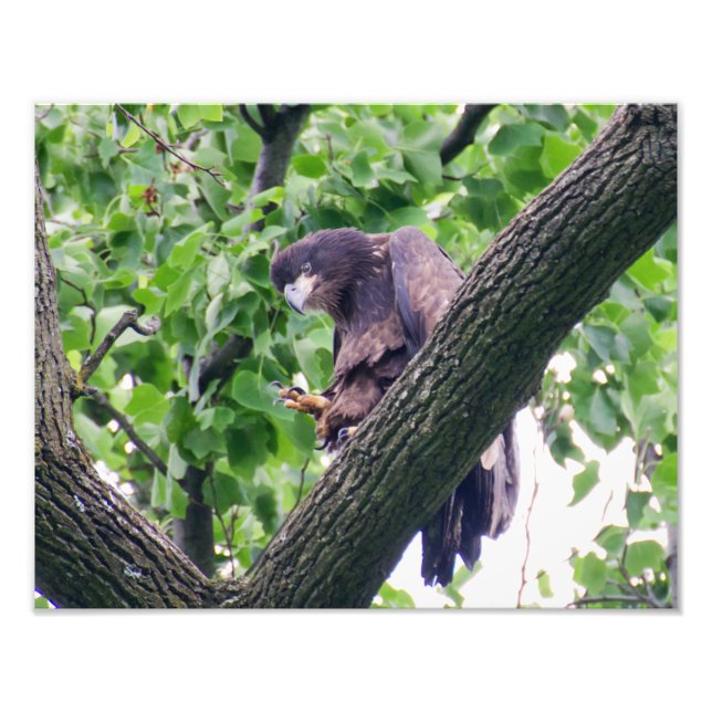 Foto Juvenile Bald Eagle (Frente)