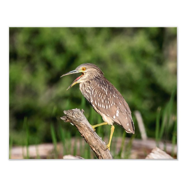 Foto Juvenile Black Crowned Night Heron (Frente)