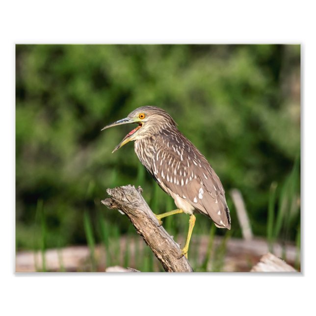 Foto Juvenile Black Crowned Night Heron (Frente)