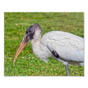 Foto Juvenile Wood Stork