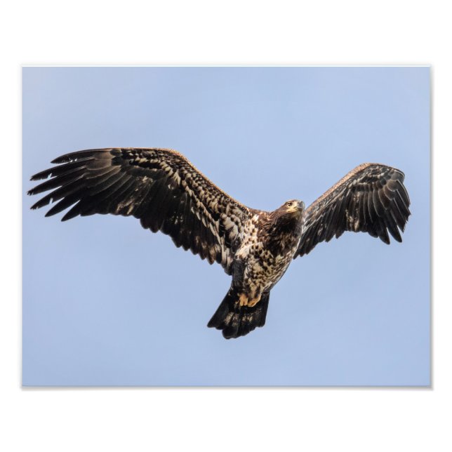 Foto Juvie Eagle Overhead (Frente)