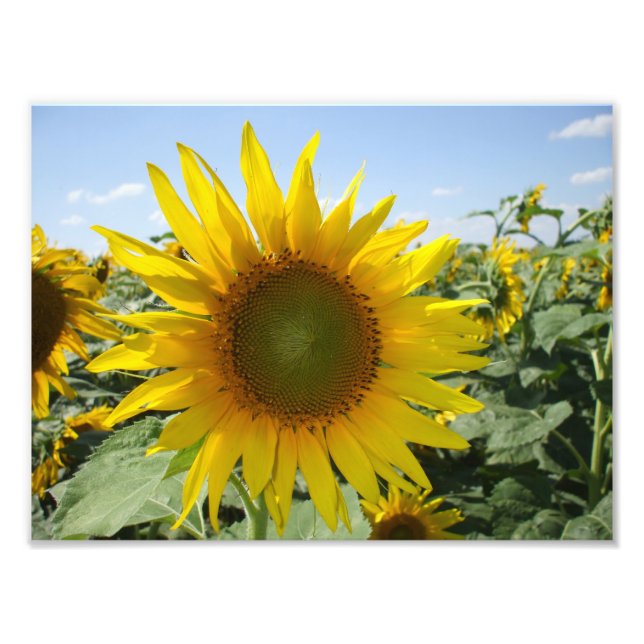 Foto Kansas Sunflower (Frente)